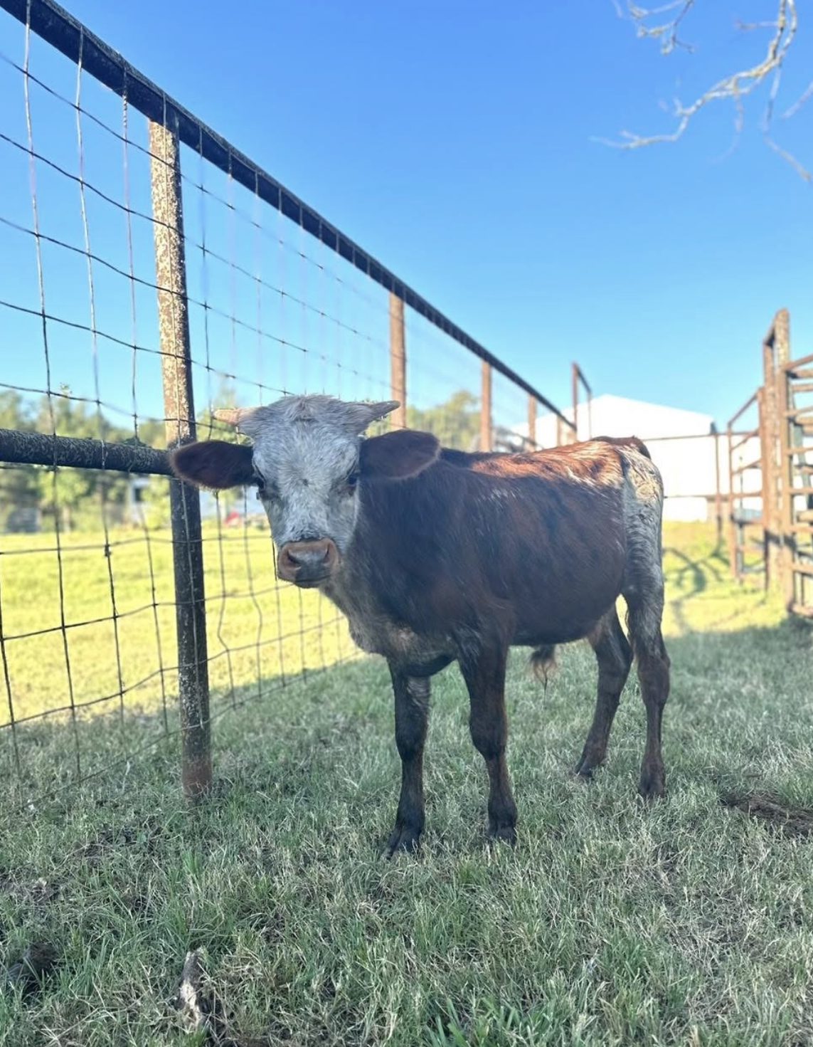 meat products category