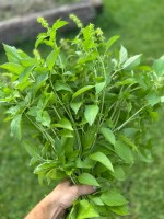 fresh basil