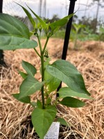 growing peppers