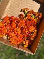 marigolds