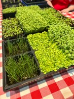 micro greens
