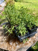 Fresh Oregano Plant - Image 3