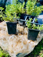 Fresh Oregano Plant - Image 2