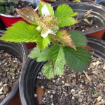 Locally Grown Plants (shipping, delivery, or pick-up) - Image 4