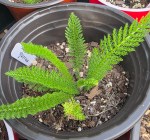 Locally Grown Plants (shipping, delivery, or pick-up) - Image 5