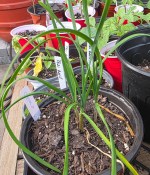 Locally Grown Plants (shipping, delivery, or pick-up) - Image 3