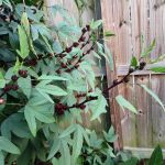 Roselle