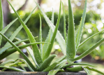 aloe