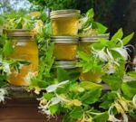 honeysuckle jelly